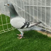 کبوترعربستان ماده|پرنده|خرمشهر, |دیوار