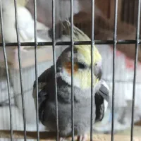 عروس هلندی|پرنده|خمین, |دیوار