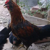 خروس محلی