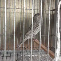 ماده آگات موزایکی سرخ آماده جفت زدن