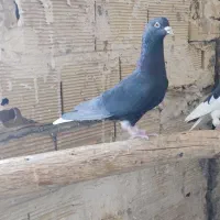 کبوتر|پرنده|اقبالیه, |دیوار