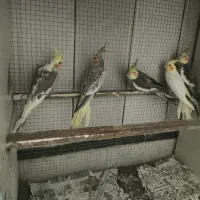 پنج تا عروس هلندی یک ساله