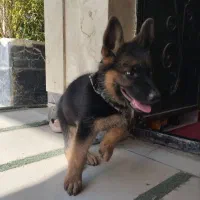 ژرمن شپرد|سگ|هشتگرد, طاووسیه|دیوار