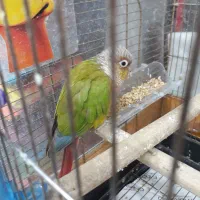 گرینچیک|پرنده|تهران, آشتیانی|دیوار