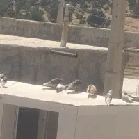 کبوتر