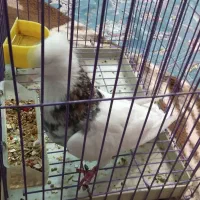 سلام‌طوقی‌هفت‌رنگ‌سرور‌سالم‌|پرنده|قم, نخودی|دیوار