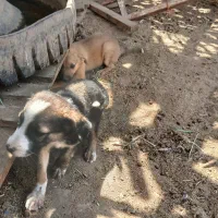 توله سگ ژرمن زرنگ