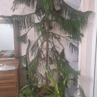 گل کاج مطبق آپارتمانی