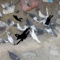 کبوتر بگرد|پرنده|نورآباد, |دیوار