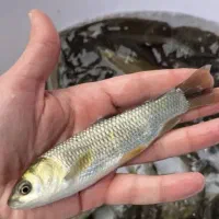 بچه ماهی آمور نصف کف دست