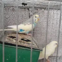 مرغ عشق