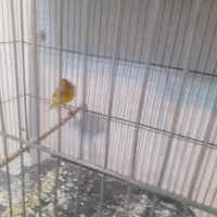 قناری وسره خاکی دونسته|پرنده|نجفآباد, صالح آباد|دیوار