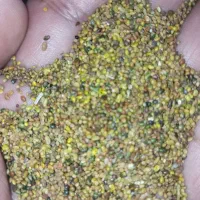 بذر شبدر وبذر یونجه