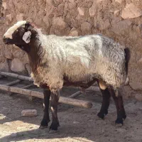قوچ نژاد شال