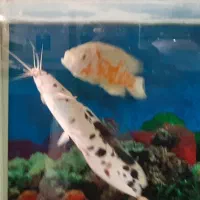 دوتاماهی بزرگ گوشت خوار