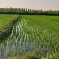 مزرعه فروشی قیمت مناسب|فروش دفتر صنعتی، کشاورزی، تجاری|شاندرمن, |دیوار