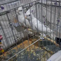 عروس هلندی|پرنده|پیرانشهر, |دیوار