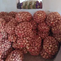 پیاز ارگانیک درجه یک زنجانرود رقم والنسیا|خوردنی و آشامیدنی|زنجانرود, |دیوار