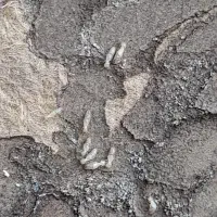 سم پاشی .سوسک کابینت.موریانه .ساس وسایر حشرات|خدمات نظافت|امیدیه, |دیوار