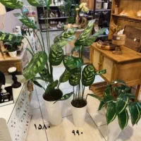 شلف گلدان گیاه درختچه مصنوعی دکوری ریسه آویز شمشاد|صنایع دستی و سایر لوازم تزئینی|تبریز, |دیوار