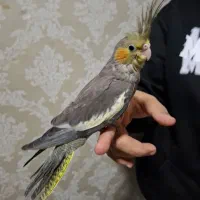 ۲ عدد عروس هلندی یک ماه دون خور|پرنده|بندرعباس, |دیوار