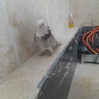 کبوتر شازده نوک قنار|پرنده|تهران, طیب|دیوار