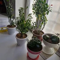 گلهای آپارتمانی