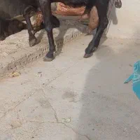 بز پاکستانی تازه زایده چندقلو زا شیرا|حیوانات مزرعه|تربت جام, جامرود|دیوار