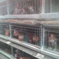 قفس مرغ تخم گذار9تاقفس120/200|لوازم جانبی حیوانات|فرمهین, |دیوار