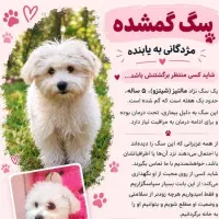 سگ گمشده