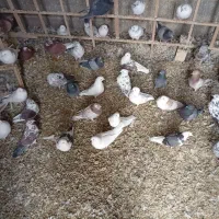 کبوتر|پرنده|گلستان (کرمان), |دیوار