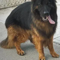 جهت کشش با ماده اصیل