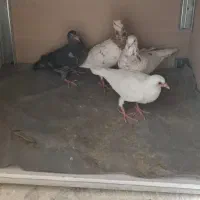 جفت سار سرور