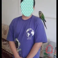 معاوضه طوطی گرینچیک نر سخنگو با خروس لاری|پرنده|کوهدشت, |دیوار