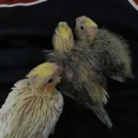 جوجه عروس هلندی