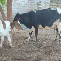 دو تا گاو با گوساله نر ماده