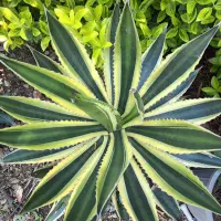 گل برای حیاط سازی