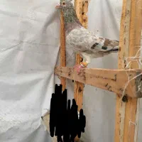 کبوتر هفترنگ شکلاتی پرشی