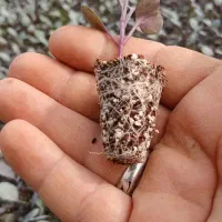 نشا کلم گاهو و ...|خدمات باغبانی و درختکاری|دزفول, |دیوار