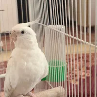 عروس هلندی آلبینو نر