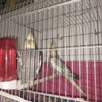 عروس هلندی جفت