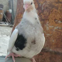 طوقی|پرنده|کاکاوند, |دیوار