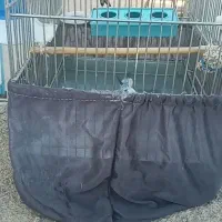 سهره نرجفتی