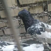 کله سیاه قواره دار|پرنده|اهواز, پردیس|دیوار