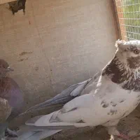 دو جفت مایی کفتر برای معاوضه|پرنده|ری, شهید بهشتی|دیوار