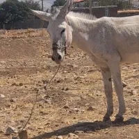 الاغ نر جوان سالم سرحال