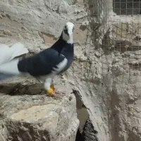 کبوتر پرشی|پرنده|اسفرورین, |دیوار