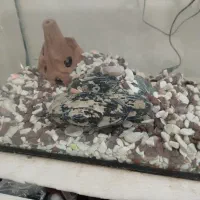 آکواریوم و ماهی|ماهی|مریوان, |دیوار