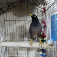 جفت عروس هلندی و مینا