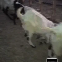 فروش گوسفند|حیوانات مزرعه|جناح, |دیوار